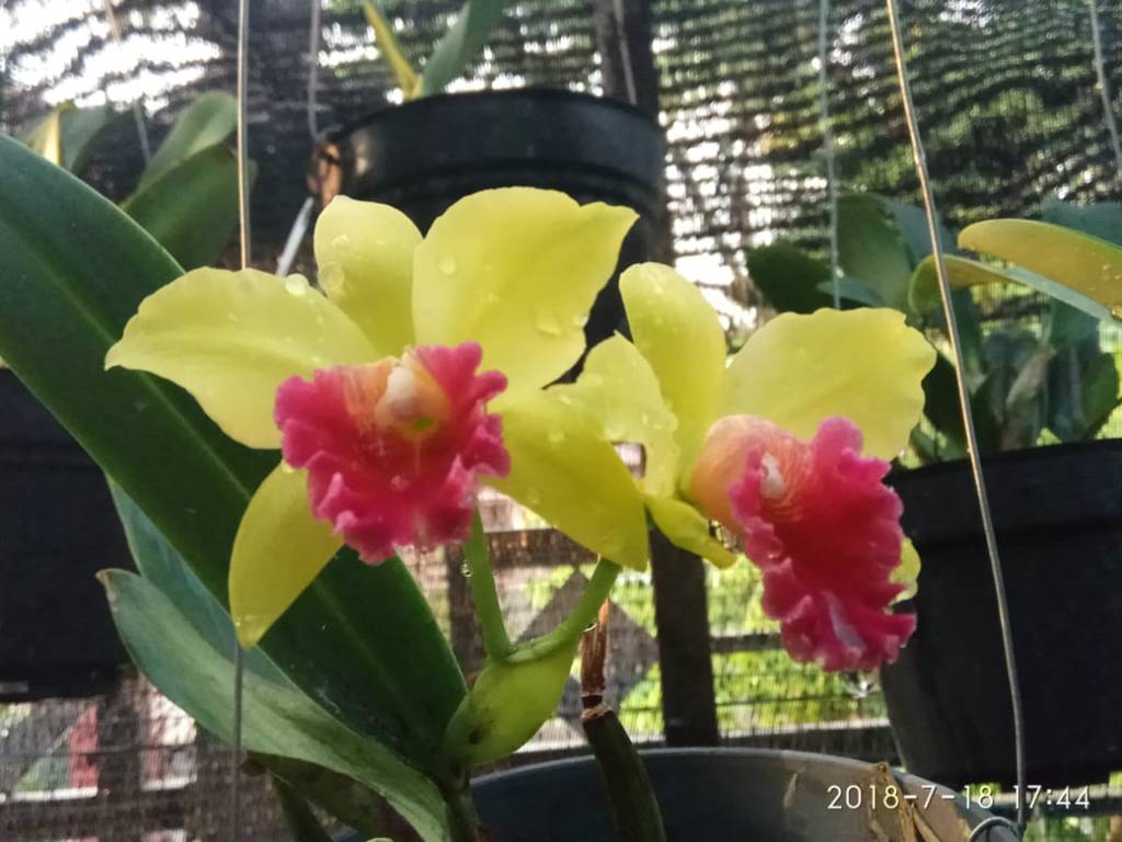 Cara Menyiram Tanaman Anggrek Yang Benar Sesuai Kebutuhan Agar Cepat Berbunga Wawa Orchid